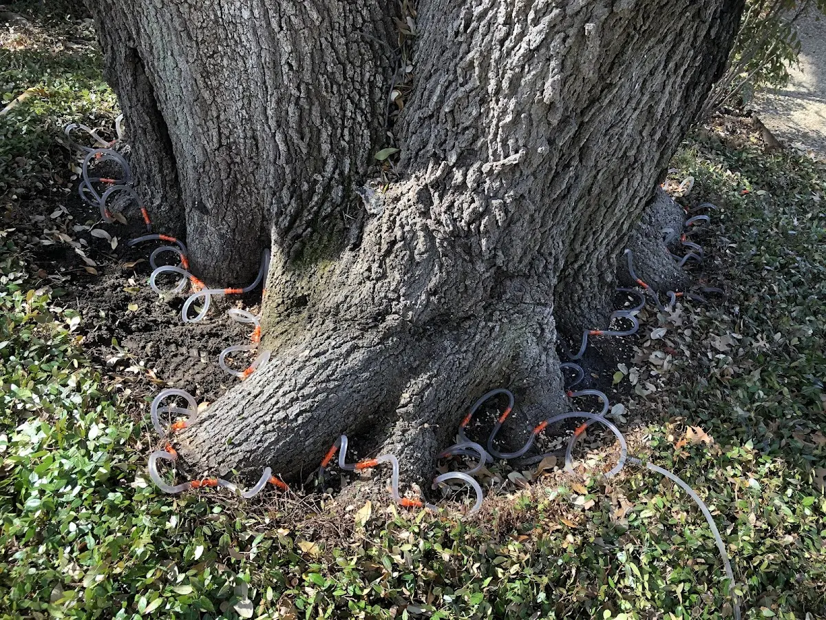 Detailed Tree Cabling and Bracing job site in Lake Wales